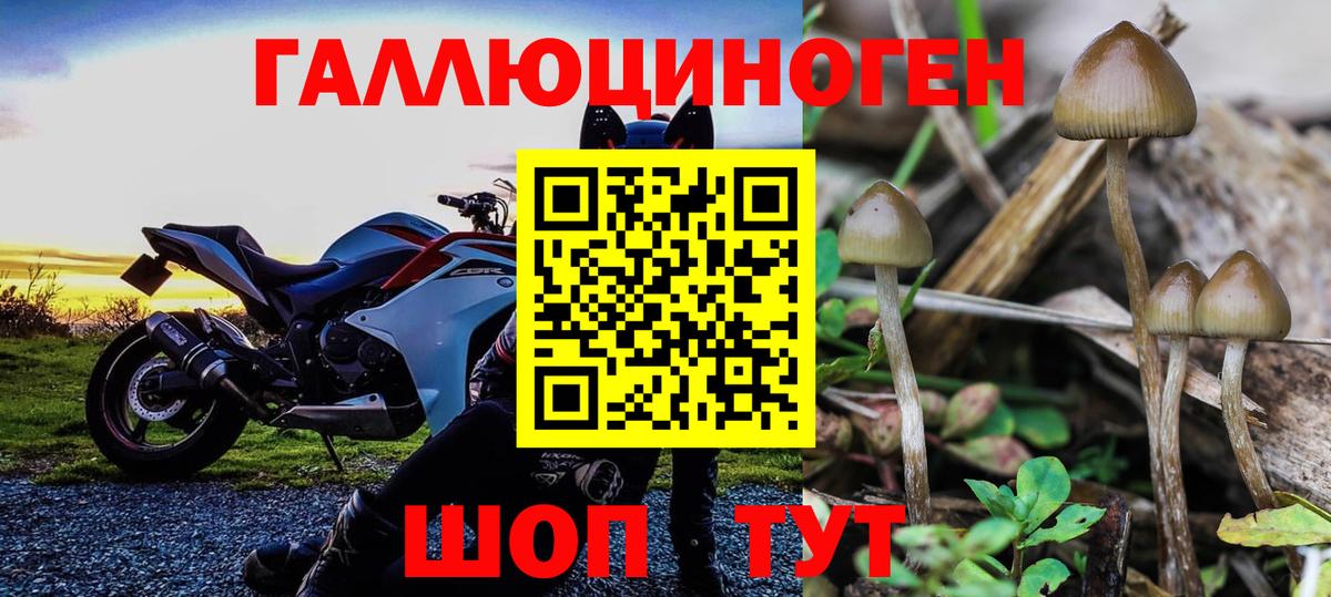 Псилоцибиновые грибы Psilocybe  Вход с VPN  Гусев 